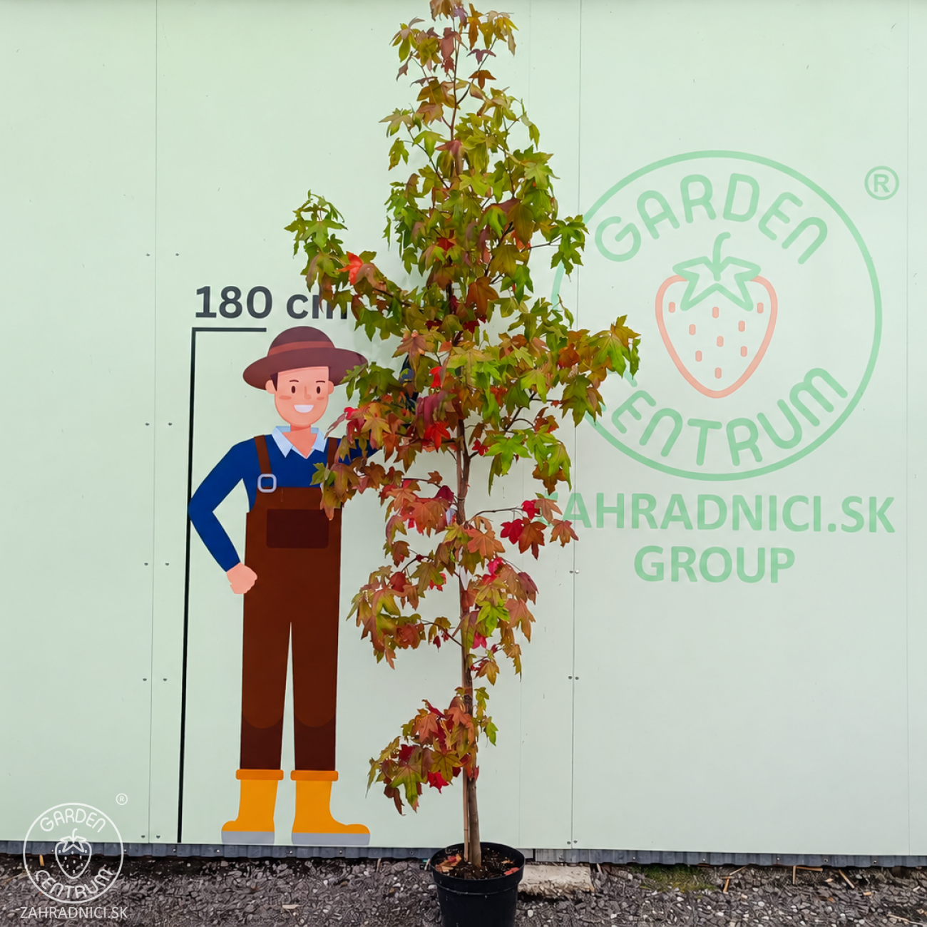 Obrázok Ambrovník styraxový (Liquidambar styraciflua) - výška 250-300 cm, kont. C10L